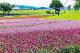 以粉紅、桃紅與紫紅色調層層交織，如同河岸鋪上溫柔的漸層地毯