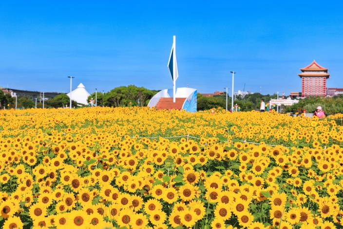 這3年河濱花海總面積 綜計超過9.3萬平方公尺
