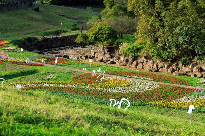 大溝溪花海 賞花期至115年2月初