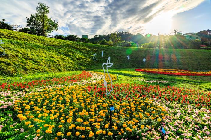 大溝溪花海 交織出繽紛的層次