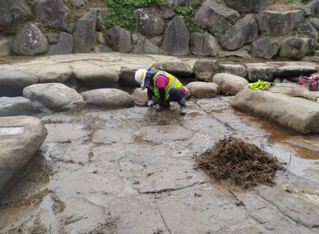 大溝溪生態治水園區 透度清除淤積土砂及水生植被整理 強化防洪效能