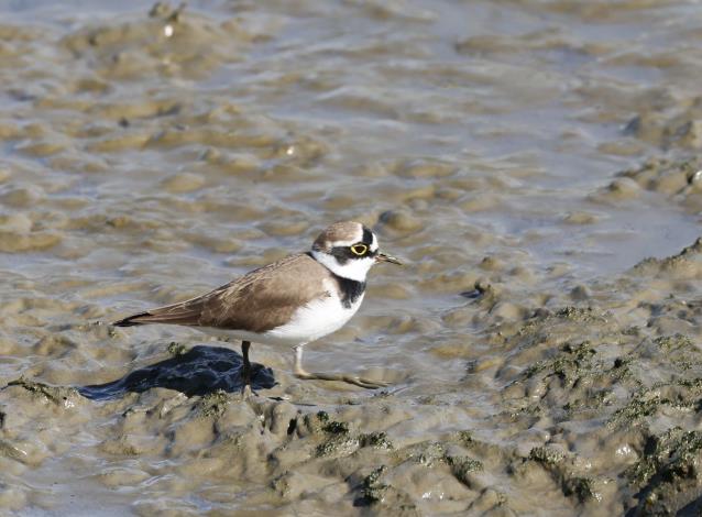 與112年的低點相比，社子島濕地冬季小型涉禽數量增幅已達到33%，顯示棲地工程對生態復育已產生正面效益 (圖為小型涉禽之「小環頸鴴」)
