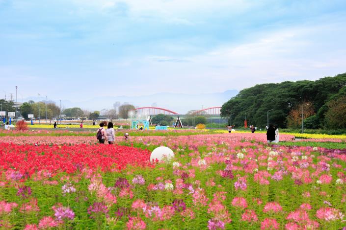 古亭河濱花海 賞花到今年3月底