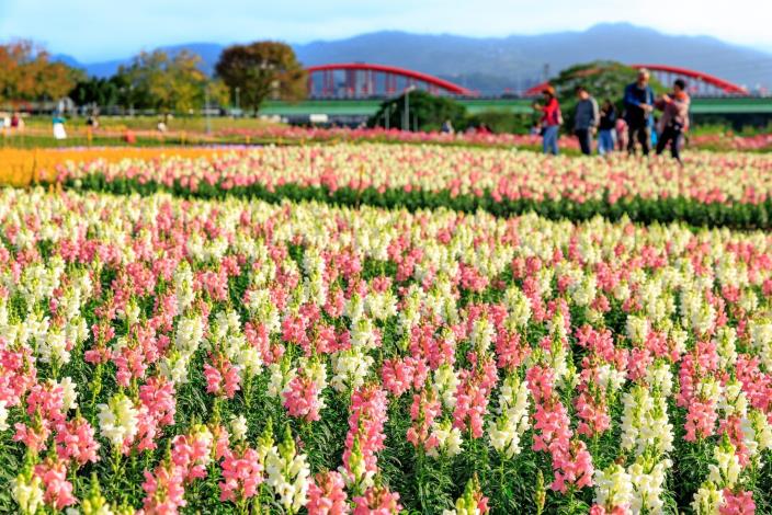 花海選用粉色系草花鋪排出波浪形狀