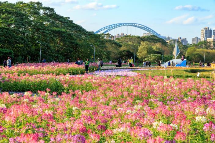 醉蝶花海營造粉色浪漫 (2)