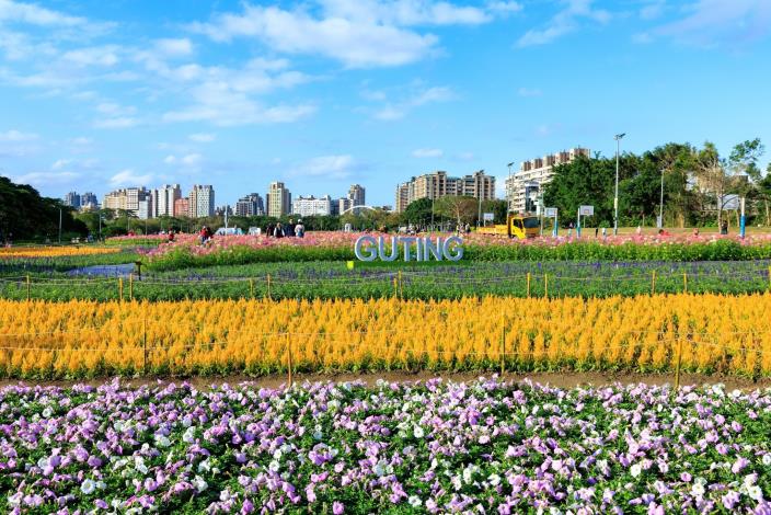 黃色系火焰雞冠花,似一道金色波浪貫穿花田