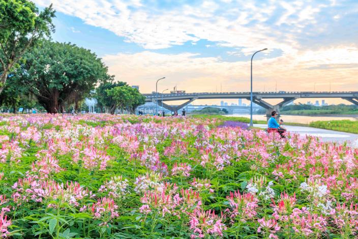 延平河濱「英式庭園」風格的繽紛花海接續綻放