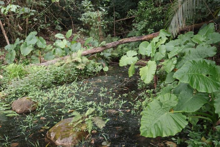 水利處利用森林小徑流於路緣林下空地營造小淺灘，放置枯倒木，是園區隱密生態熱點