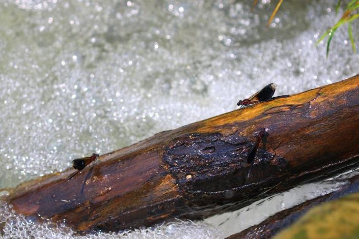 短腹幽蟌是金瑞治水園區上游溪流環境中的代表性蜓種