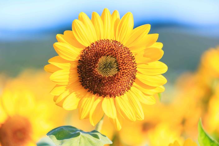 大佳河濱花海 向日葵花海盛開 現在正是賞花期 (1)