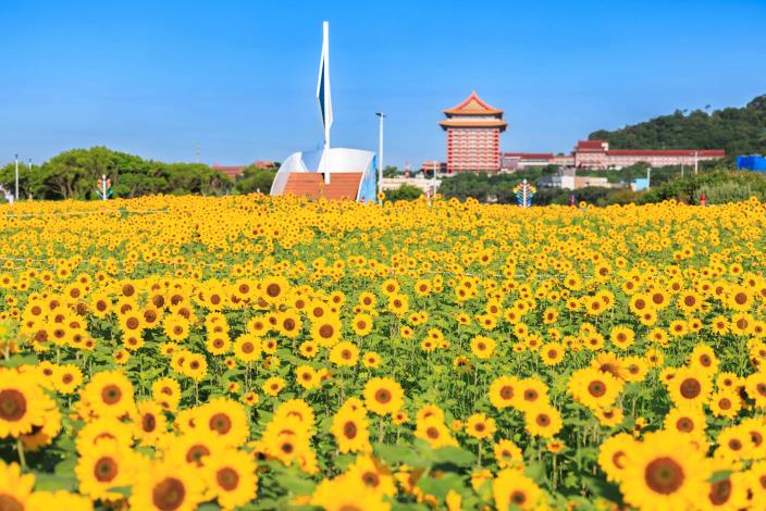 大佳河濱花海 向日葵花海盛開 現在正是賞花期 (4)