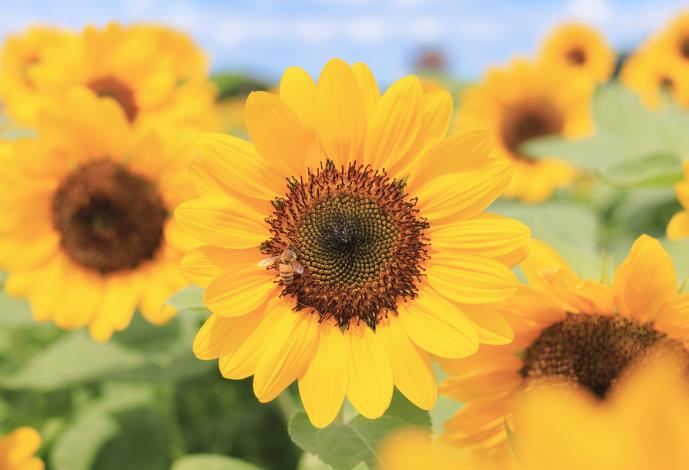 大佳河濱花海 向日葵花海盛開 現在正是賞花期 (8)