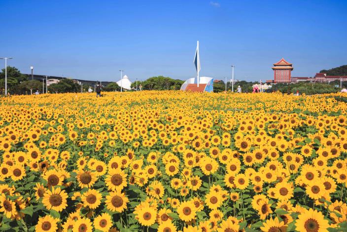 大佳河濱花海 向日葵花海盛開 現在正是賞花期 (19)
