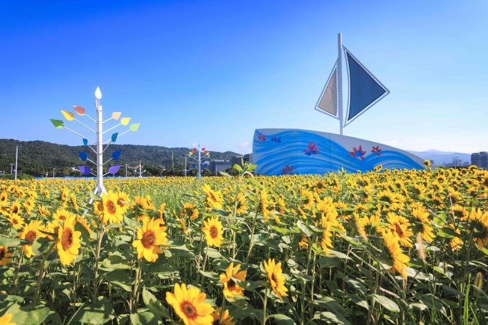 大佳河濱花海 向日葵花海盛開 現在正是賞花期 (16)