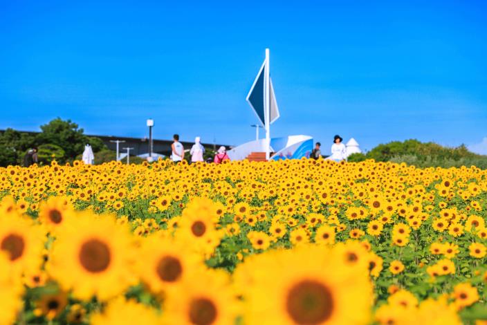 大佳河濱花海 向日葵花海盛開 現在正是賞花期 (10)