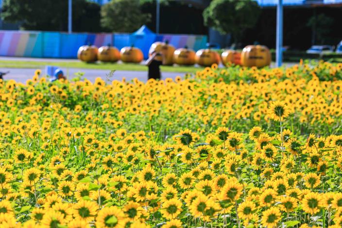 大佳河濱花海 向日葵花海盛開 現在正是賞花期 (14)