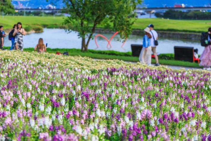 中秋連假好去處 美堤河濱5萬盆花海