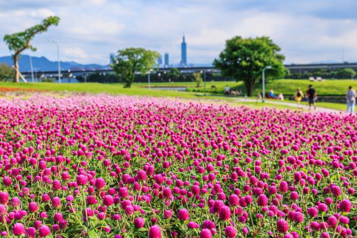 美堤河濱公園雙色圓仔花 現正美麗盛開中