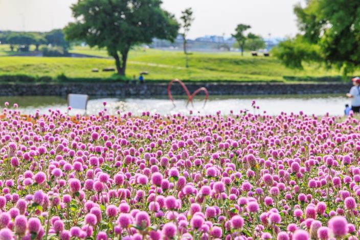 美堤河濱公園圓仔花 現正美麗盛開中