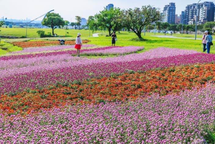 以粉紅、桃紅與紫紅色調層層交織,如同河岸鋪上溫柔的漸層地毯。