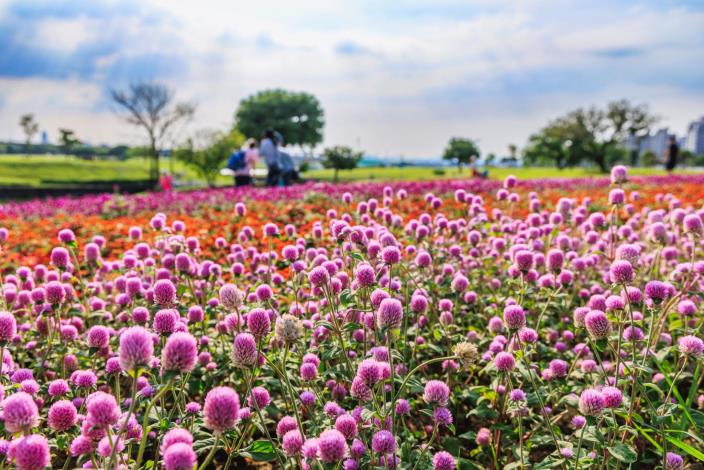 中秋連假好去處 美堤河濱5萬盆花海盛開