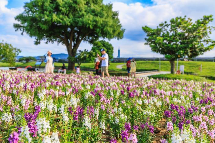 天使花花海帶來浪漫的氛圍