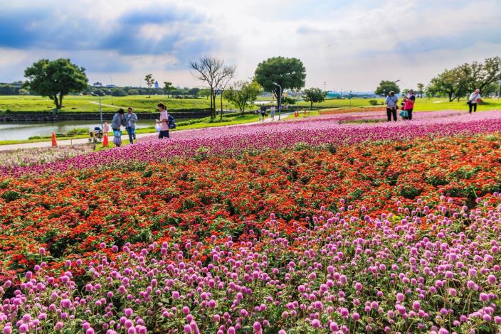 中秋連假好去處 美堤河濱5萬盆花海盛開