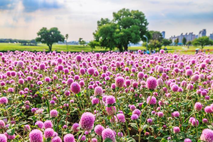 美堤河濱公園圓仔花 現正美麗盛開中