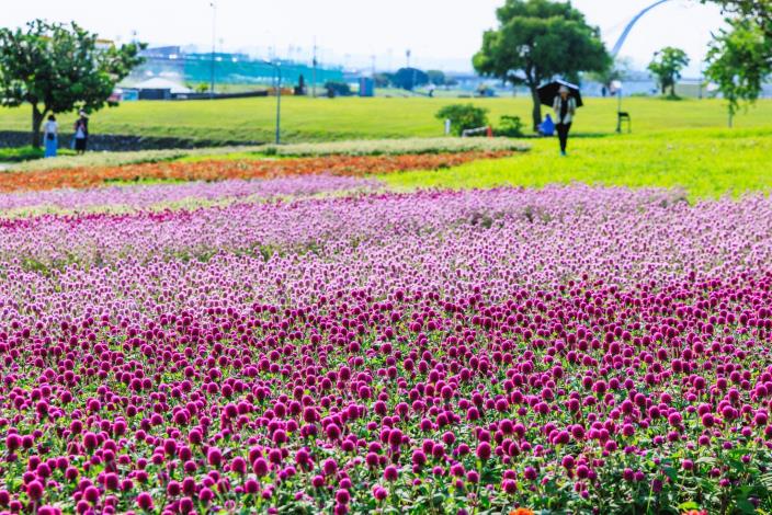 以粉紅、桃紅與紫紅色調層層交織,如同河岸鋪上溫柔的漸層地毯
