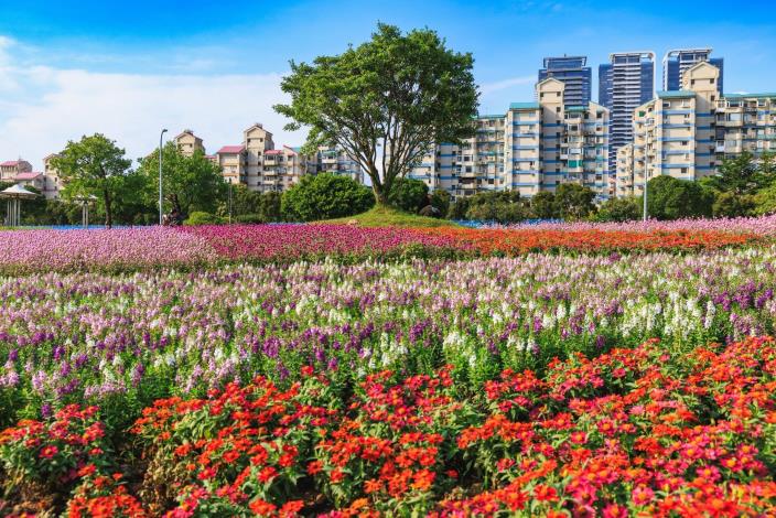 中秋連假好去處 美堤河濱5萬盆花海盛開