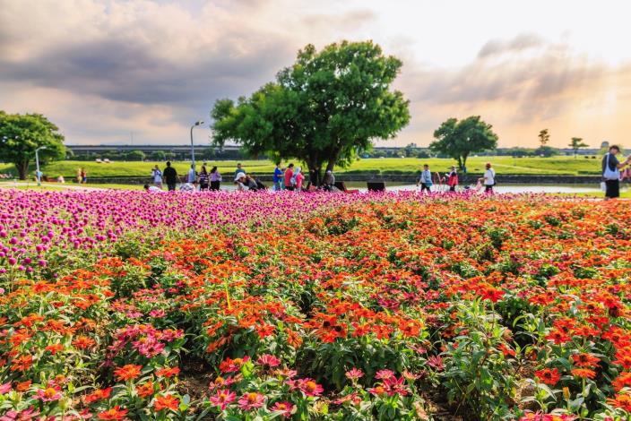 5萬盆草花營造自然的繽紛視覺