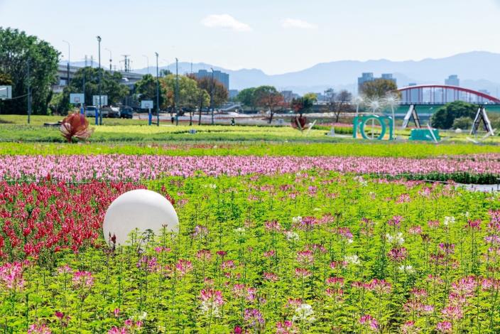 古亭河濱花海 繽紛綻放中10