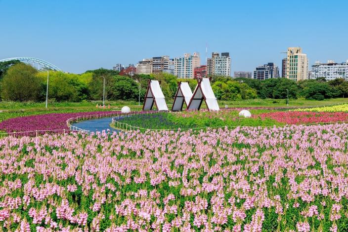 古亭河濱花海 繽紛綻放中3