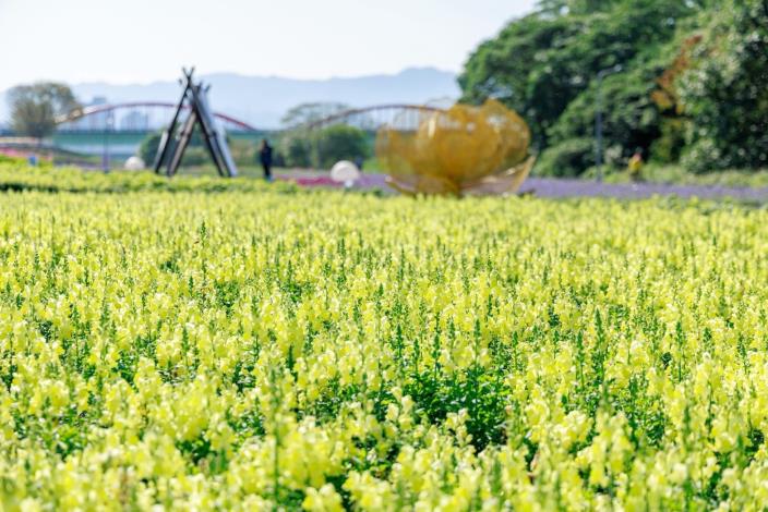 古亭河濱花海 金黃色的金魚草繽紛綻放中 (3)