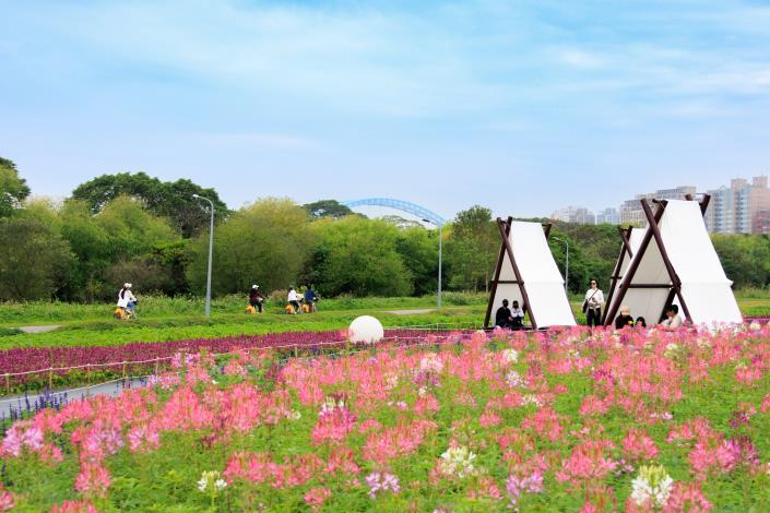古亭河濱公園  醉蝶花繽紛盛開