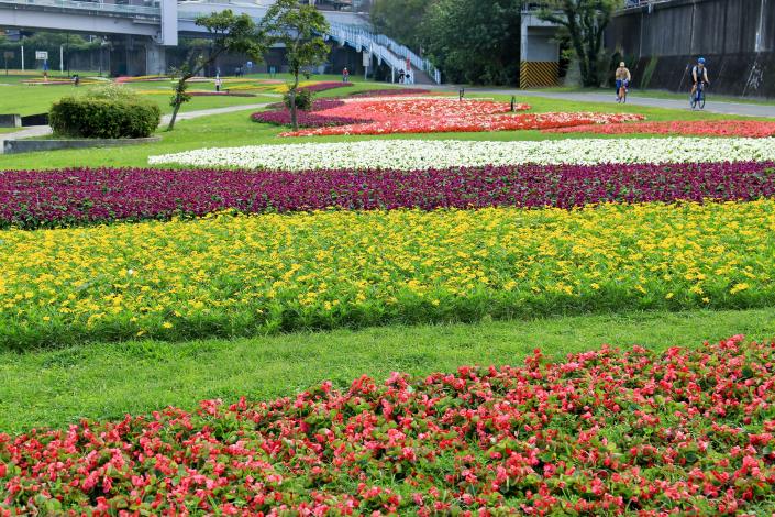108年觀山河濱花海_王棟樑攝 (2)