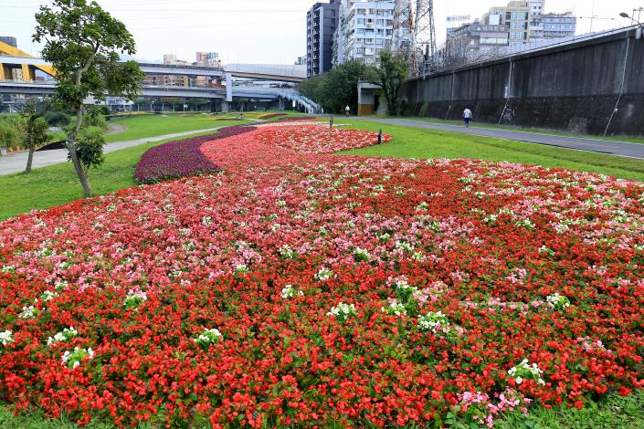 108年觀山河濱花海_王棟樑攝 (1)
