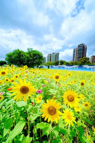 108年美堤河濱花海_高讚賢攝
