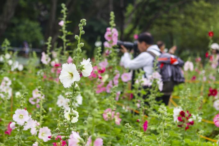 109年度古亭河濱蜀葵花海_高讚賢拍攝 (2)