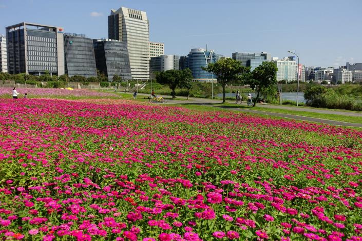 109年度美堤河濱花海 (5).JPG