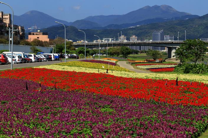 109年度觀山河濱花海_王棟樑拍攝  (2)
