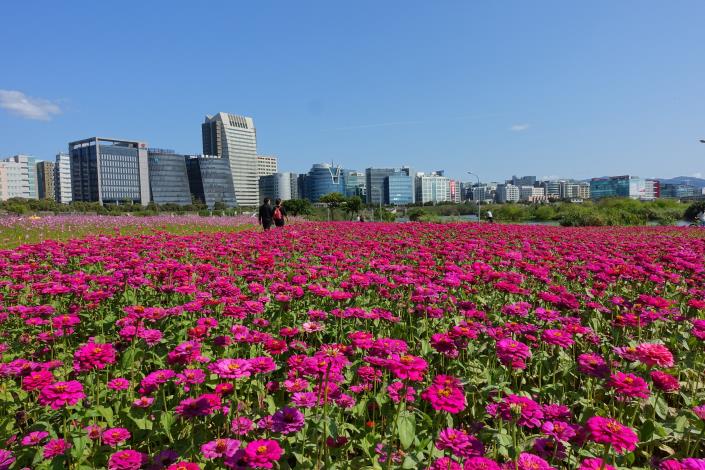 109年度美堤河濱花海 (4).JPG