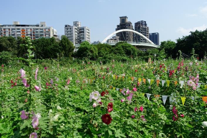 109年度古亭河濱蜀葵花海 (3).JPG