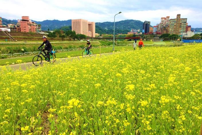 109年度道南河濱油菜花海 (1)