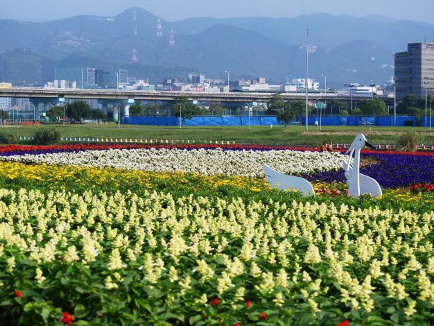 109年度觀山河濱花海_王棟樑拍攝  (4)