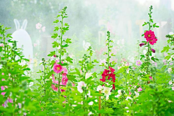 109年度古亭河濱蜀葵花海_高讚賢拍攝(3)