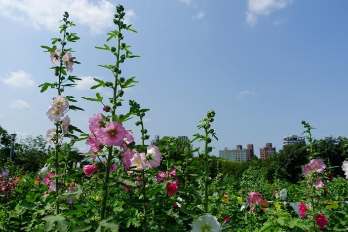 109年度古亭河濱蜀葵花海 (2)