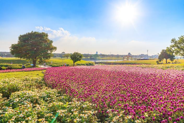 圓仔花及百日草妝點美堤親水灣