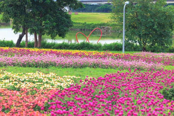 美堤花海盛開至11月底