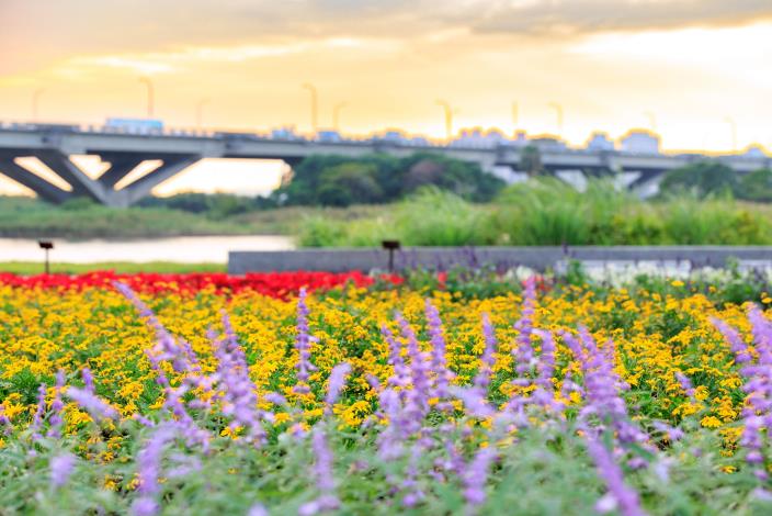 延平河濱花海 賞花期到今年聖誕節